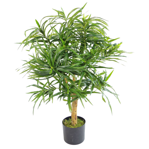 Dracaena Plants