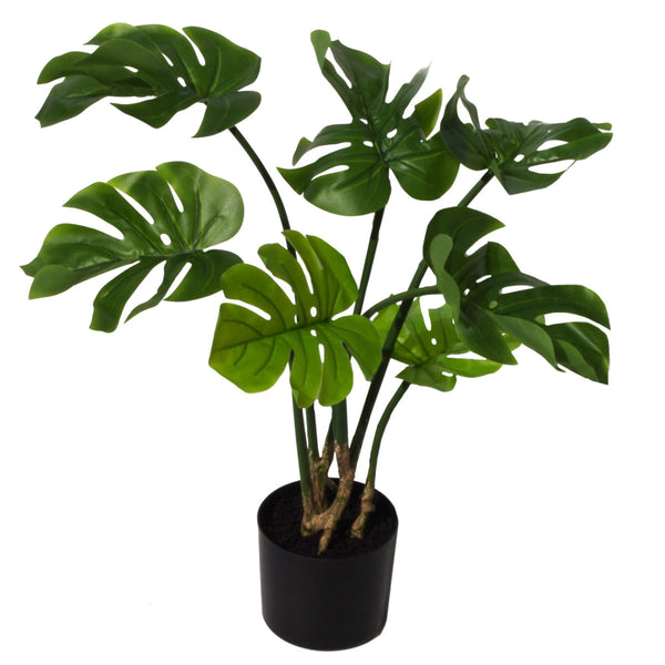 Monstera Plants