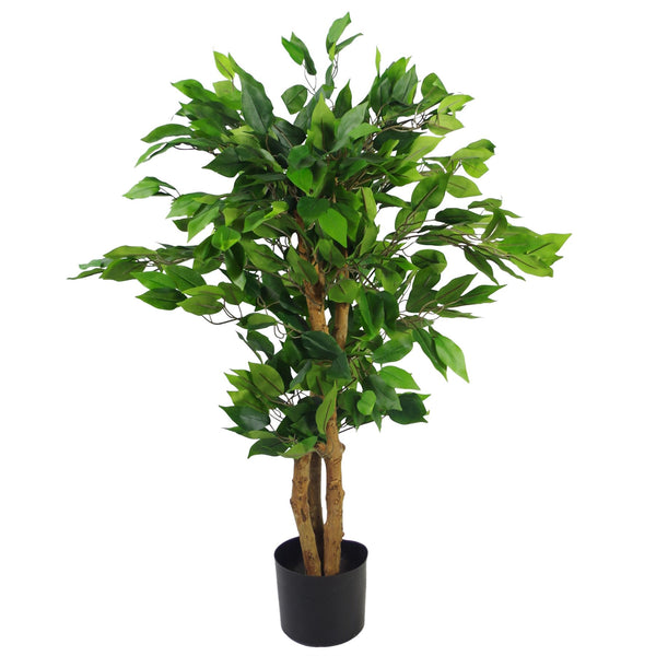 Ficus Trees