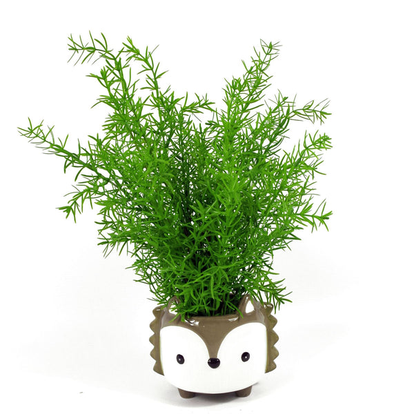 Artificial 45cm Asparagus Fern Plant