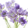 Pack of 6 x 60cm Purple Starflower Stem - 30 Flowers - Premium Quality