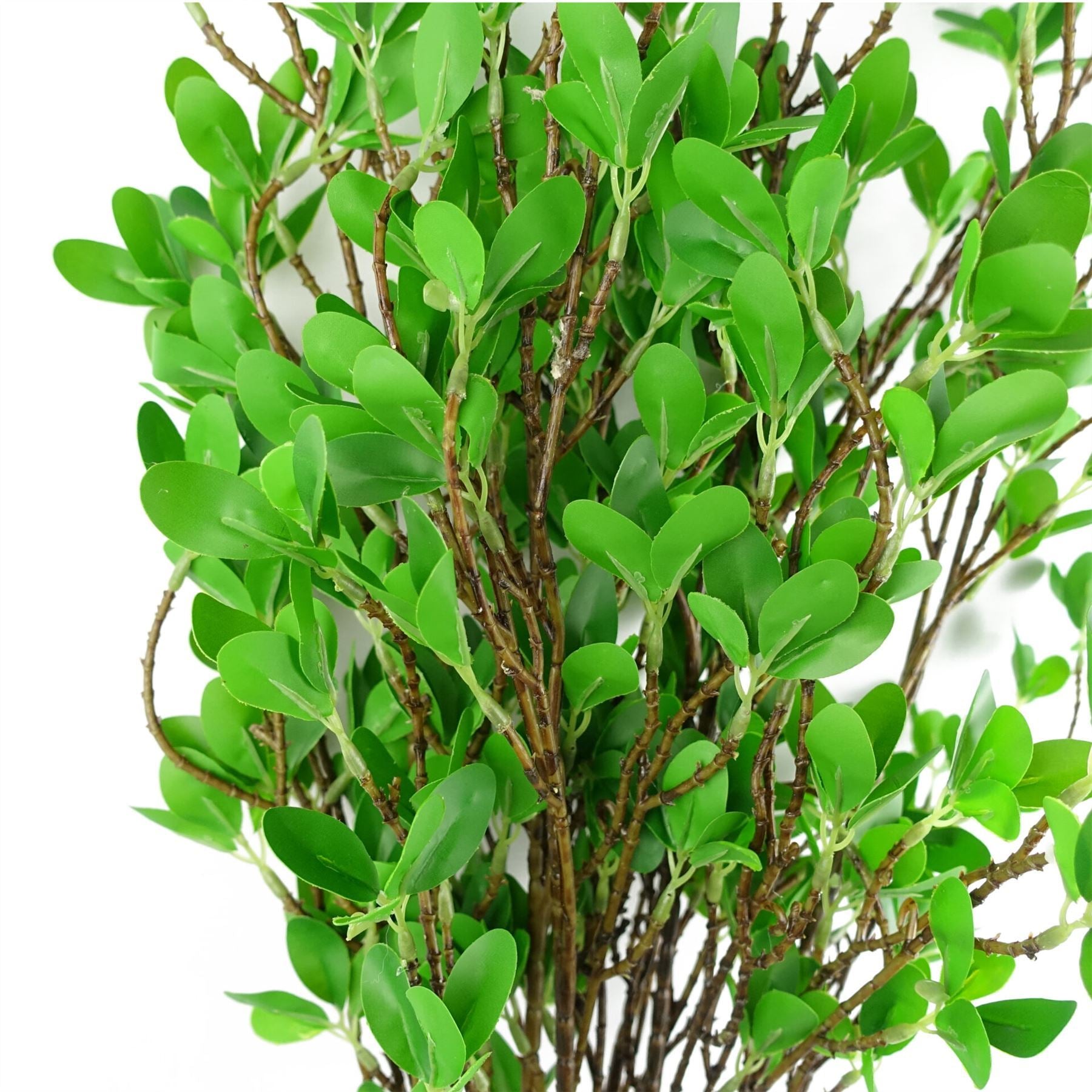 Pack of 6 x 100cm Mini Botanik Ficus Stem - Premium Quality