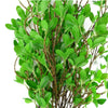 Pack of 6 x 100cm Mini Botanik Ficus Stem - Premium Quality