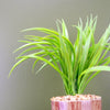 35cm Artificial Grass Plant with Contemporary Ceramic Planter and Metal Stand set