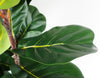 180cm Premium Artificial Fiddle Leaf Fig Tree