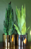 Tropical Artificial Plants 70cm Sansevieria Zeylanica 70cm Plants