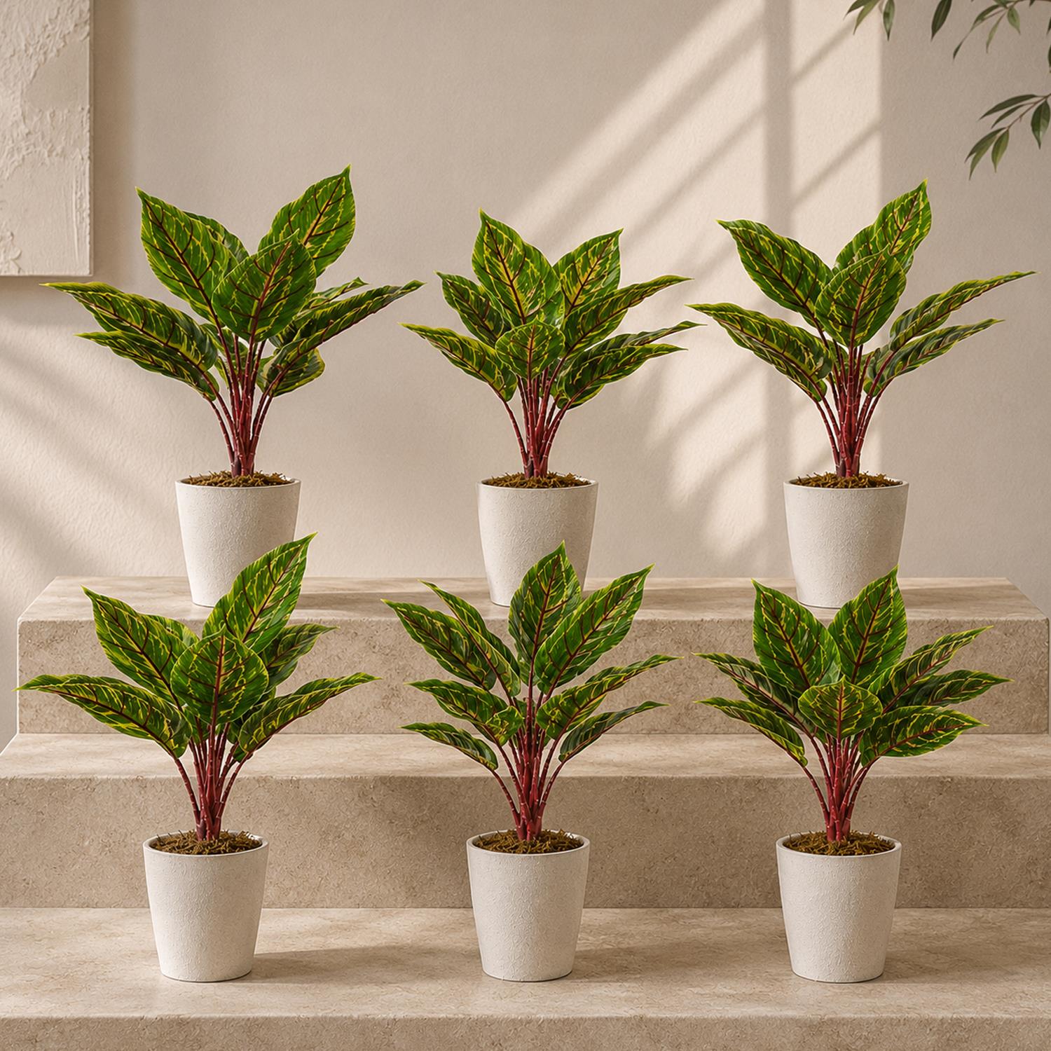 Pack of 6 x 38cm Potted Calathea Veitchiane