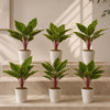 Pack of 6 x 38cm Potted Calathea Veitchiane