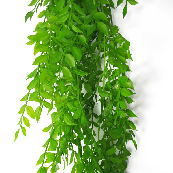 6 x 100cm Hanging String of Pearls Fern Plant Light Green - Premium Quality