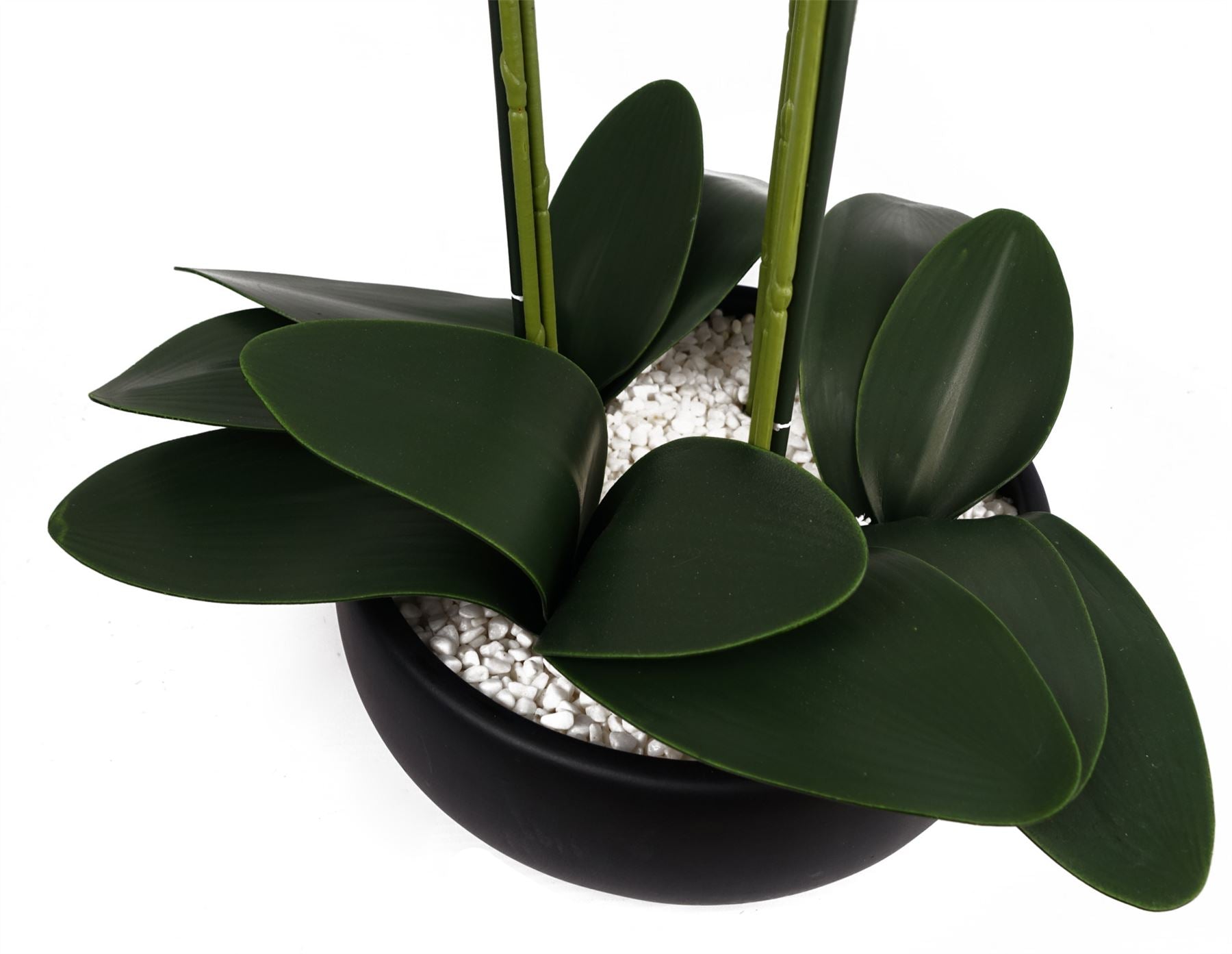 Orchid Yellow - Black Ceramic Planter