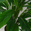 90cm Variegated Artificial Calathea Plant with pot