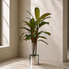 Tropical Artificial Dracaena Palm Plant Realistic Large Silver Planter 100cm Botanik
