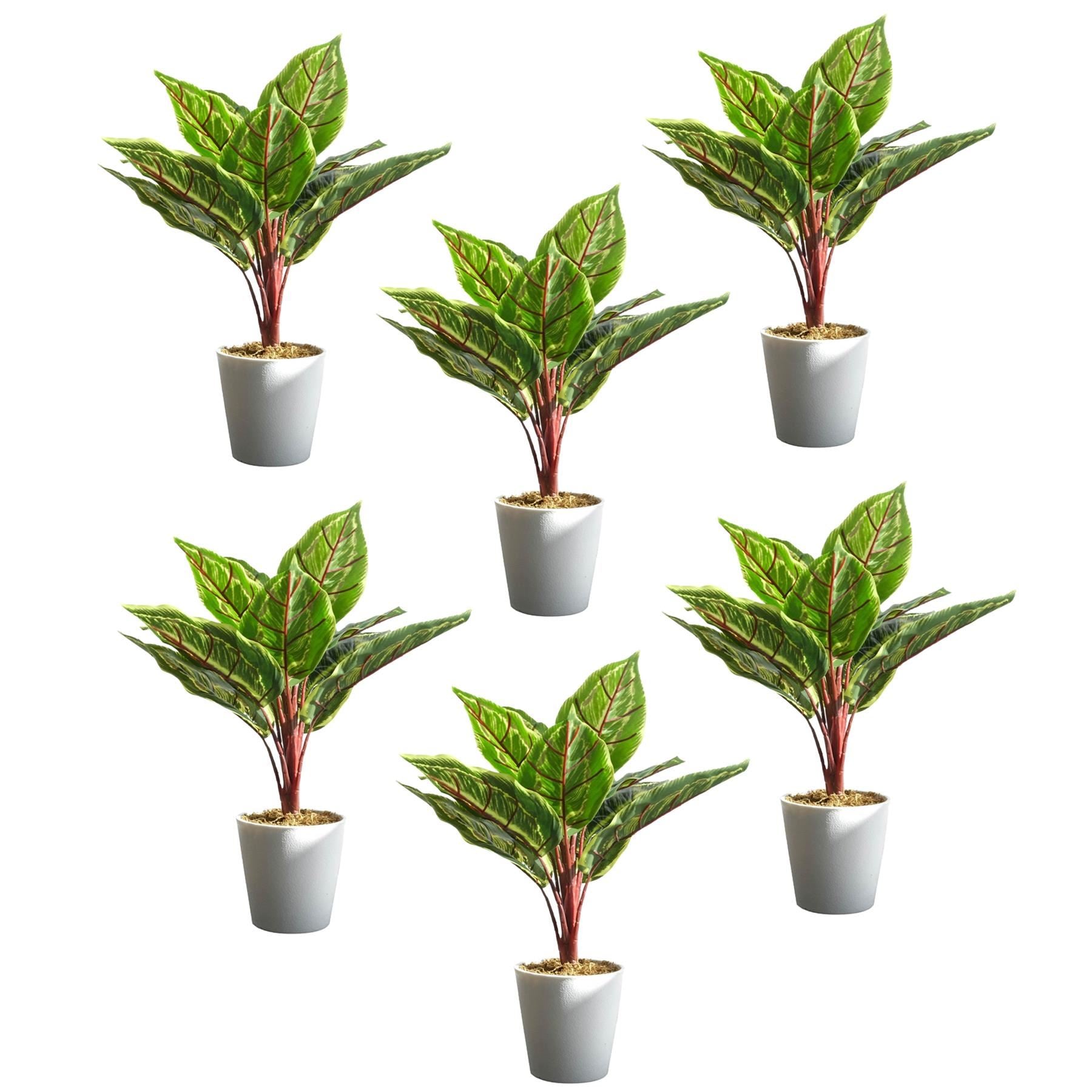 Pack of 6 x 38cm Potted Calathea Veitchiane - Premium Quality