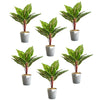 Pack of 6 x 38cm Potted Calathea Veitchiane - Premium Quality