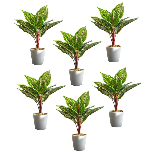 Pack of 6 x 38cm Potted Calathea Veitchiane - Premium Quality
