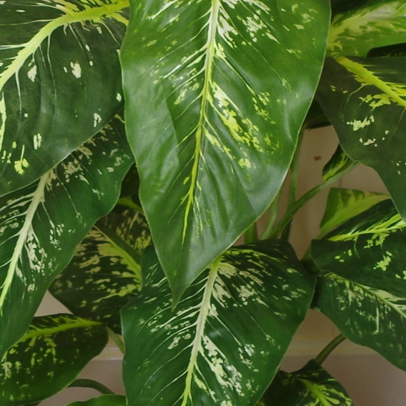 Artificial 100cm Large Fox's Aglaonema (Spotted Evergreen) Tree Plant