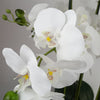 Orchid White - Gold Ceramic Planter