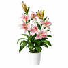 Artificial 90cm (3ft) Lily Stargazer Style Lillies Plant Large Flowers Pink