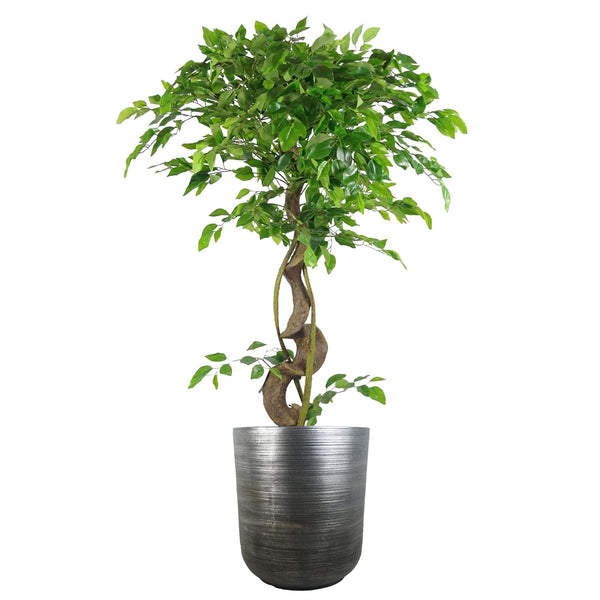 39cm x 33cm Coya Silver Ridged Planter Large Composite Plant Pot - Premium Quality