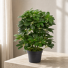 Artificial Arboricola Plant 55cm Small Plant 55cm