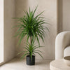 90cm Double Dracaena Plant