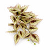 30cm Artificial Trailing Cream and Pink Caladium - Premium Quality