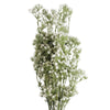 Pack of 6 x 85cm Gypsophila White Stem - Premium Quality
