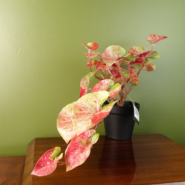 Artificial Pink Caladium Potted Trailing Plant Botanik