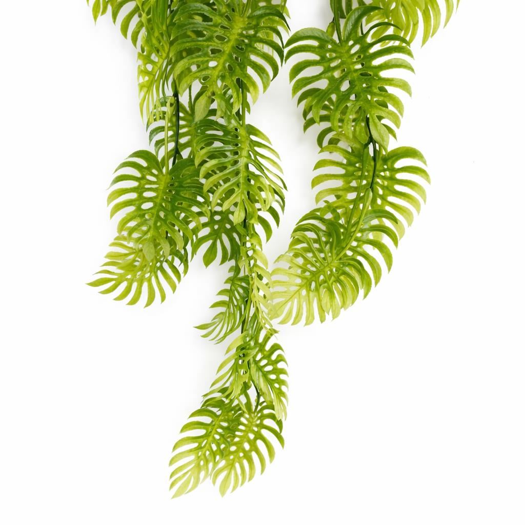 Pack of 6 x 80cm Trailing Tropical Monstera Plant - Light Green