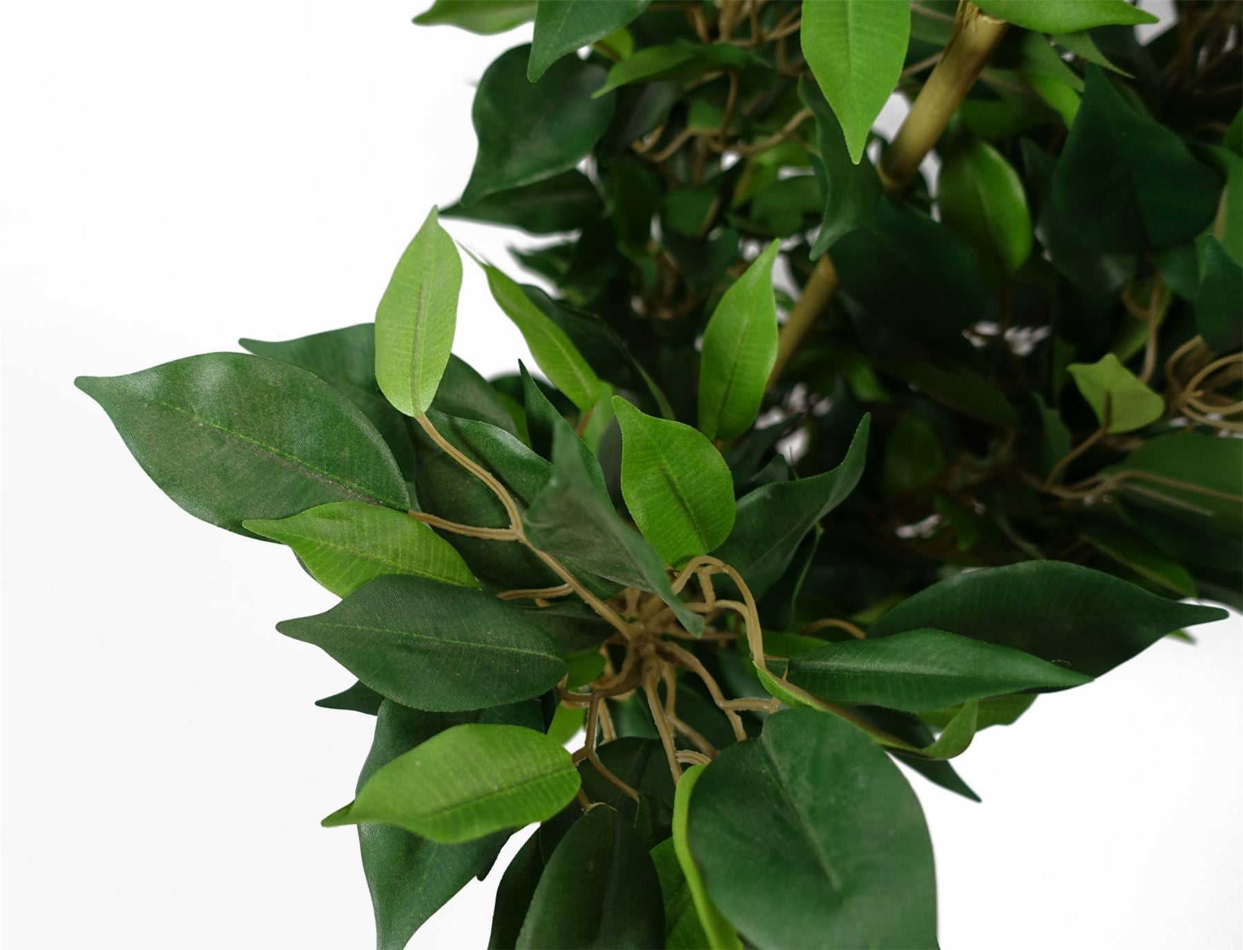 Leaf 60cm Mini Ficus Bush Plant in Decorative Planter