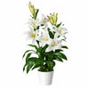 Artificial Flower Plant Tree 90cm White Lily 90cm Planter