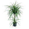 90cm Double Dracaena Plant