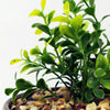 Artificial Plant Ceramic Planter Plant Crassula 16cm