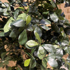 180cm Fire Retardant Black Olive Tree with 2925 Leaves and Natural Trunk - Premium Quality