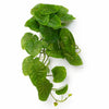 Pack of 6 x 25cm Artificial Trailing Arrowhead Vine Plant