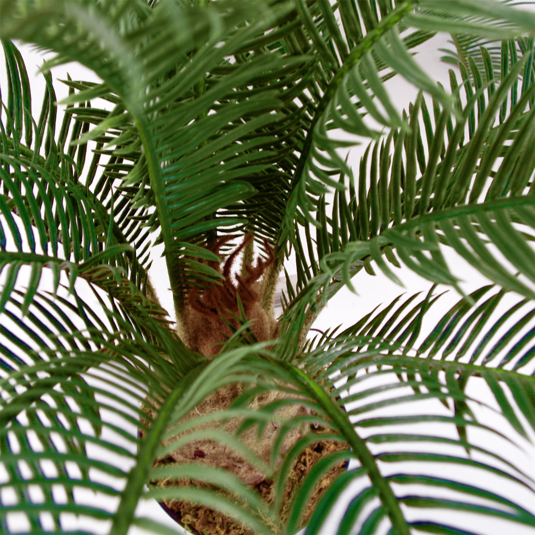 Artificial 60cm Cycas Palm Plant Tropical Tree