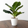 38cm Potted Artificial Fiddle Fig Plant