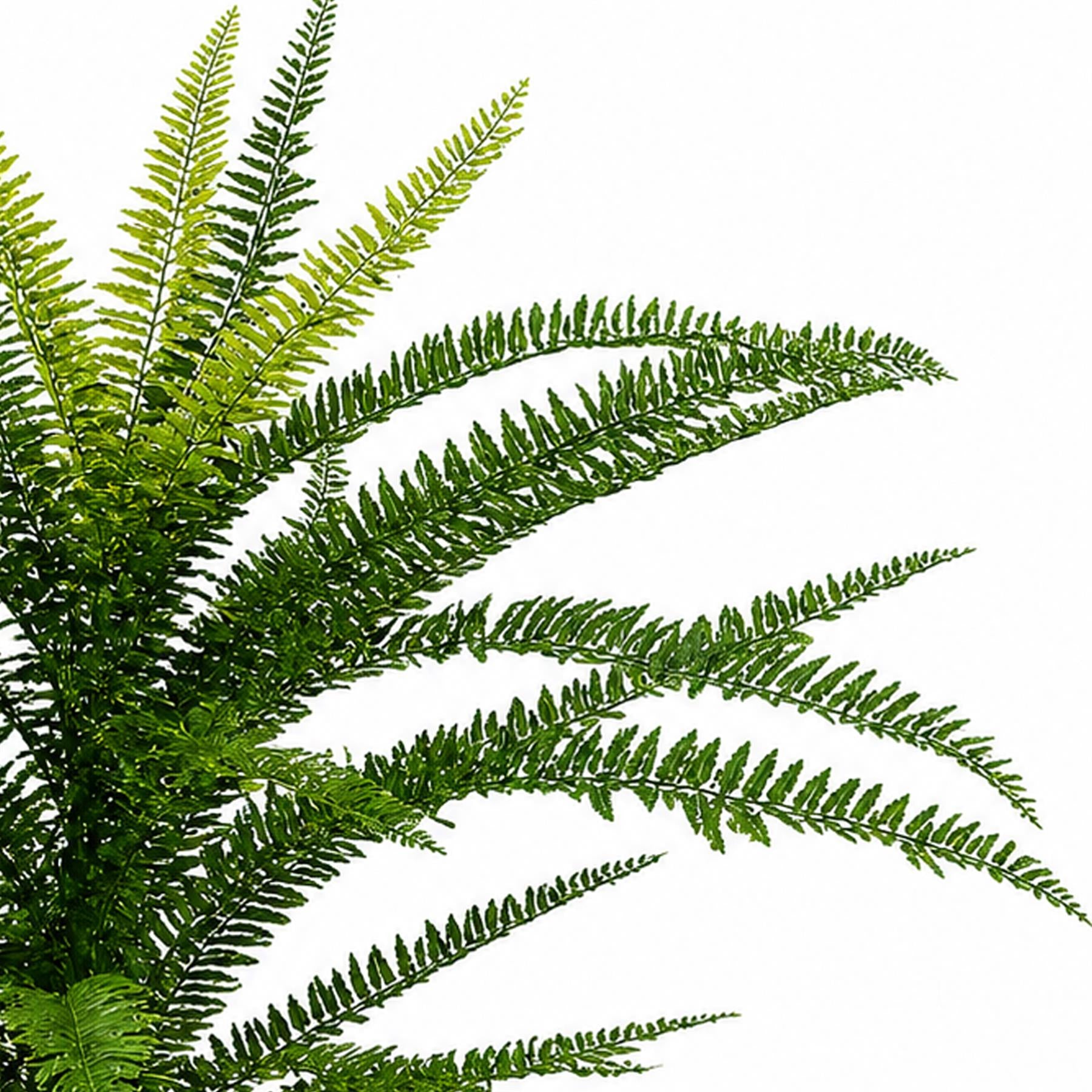 75cm Fire Retardant Plastic Boston Fern Plant with 49 Leaves