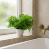 Faux 30cm Potted Lady Fern (Athyrium Filix-Femina)