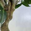 100cm Artificial Ficus Tree Ficus Silver Planter