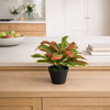 40cm Artificial Codiaeum Multicoloured House Plant