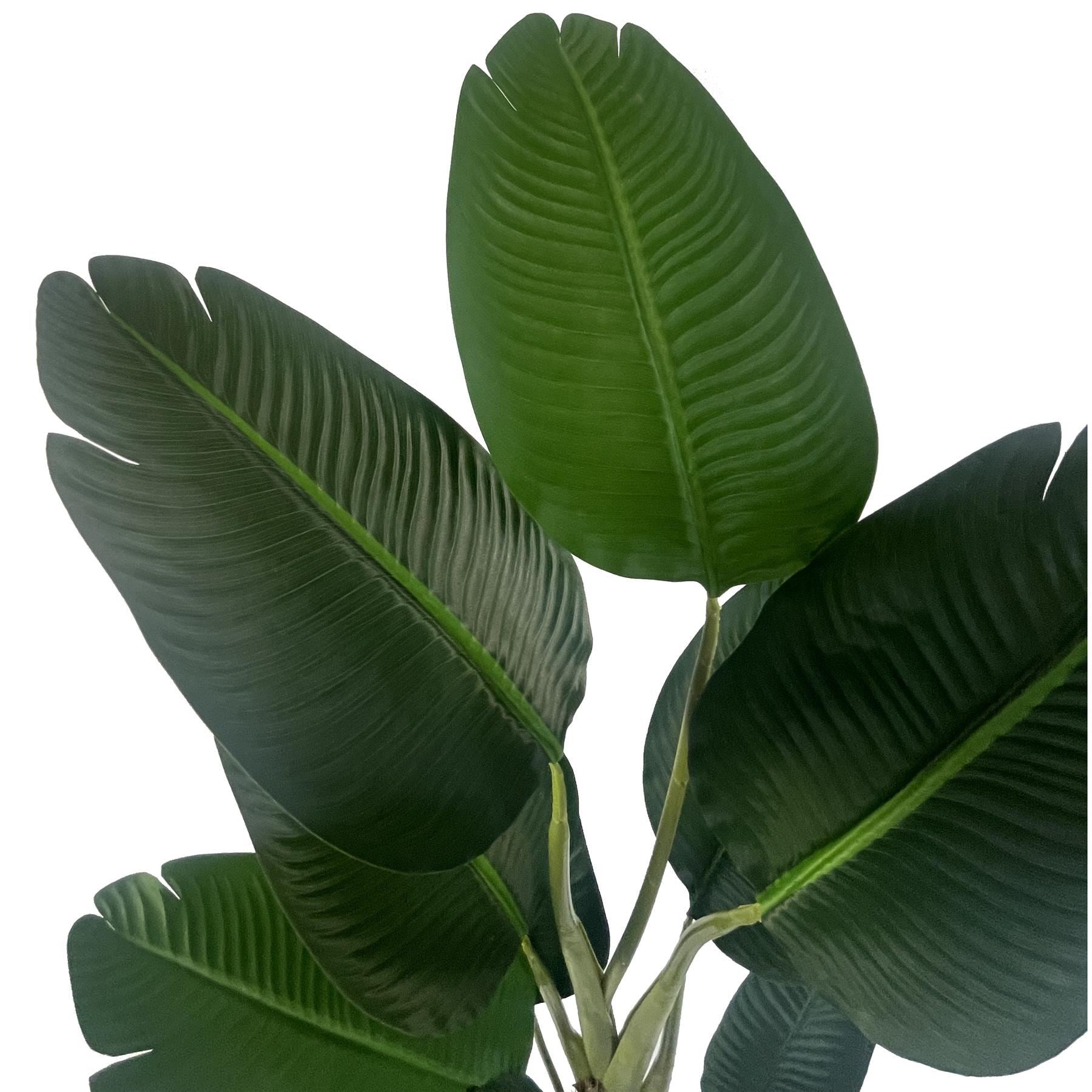 150cm UV Traveller Banana Palm Tree - Premium Quality