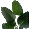 150cm UV Traveller Banana Palm Tree - Premium Quality