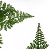 Artificial Natural Moss Base Fern Foliage Plant 60cm