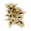 Pack of 6 x 30cm Artificial Trailing Cream and Pink Caladium - Premium Quality