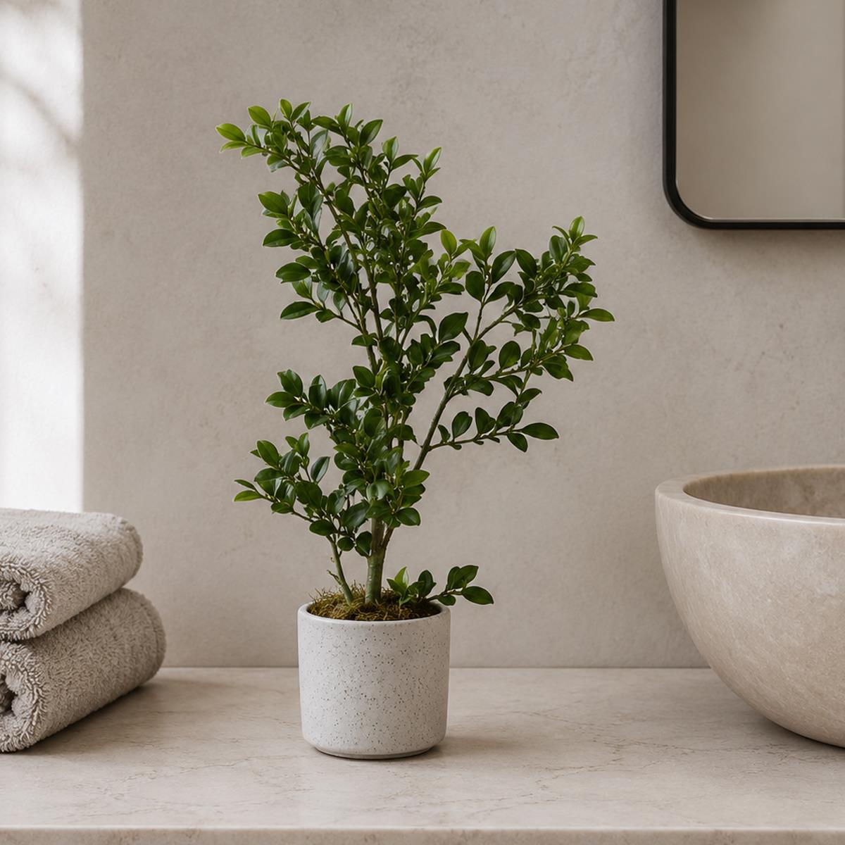 Leaf Design 45cm Artificial Aglaia Odorata Bonsai Ficus Tree