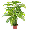 Artificial 100cm Large Fox's Aglaonema (Spotted Evergreen) Tree Plant