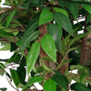 Artificial Ficus Tree Plant 90cm Similax Tree Trunk