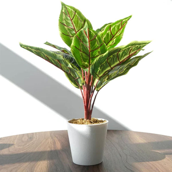 Pack of 6 x 38cm Potted Calathea Veitchiane - Premium Quality