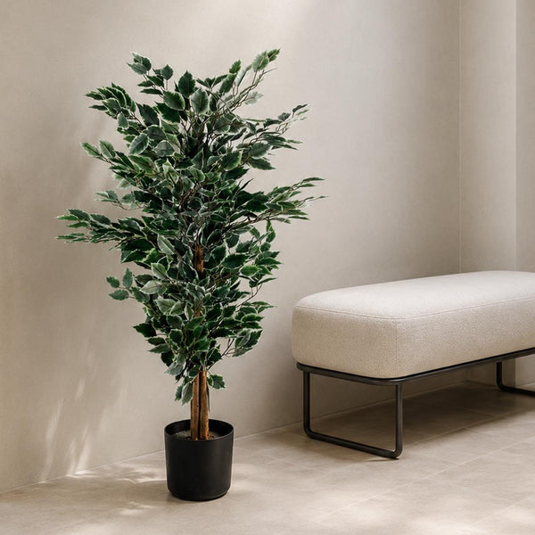 130cm Tall Variegated White/Green Bushy Ficus Tree